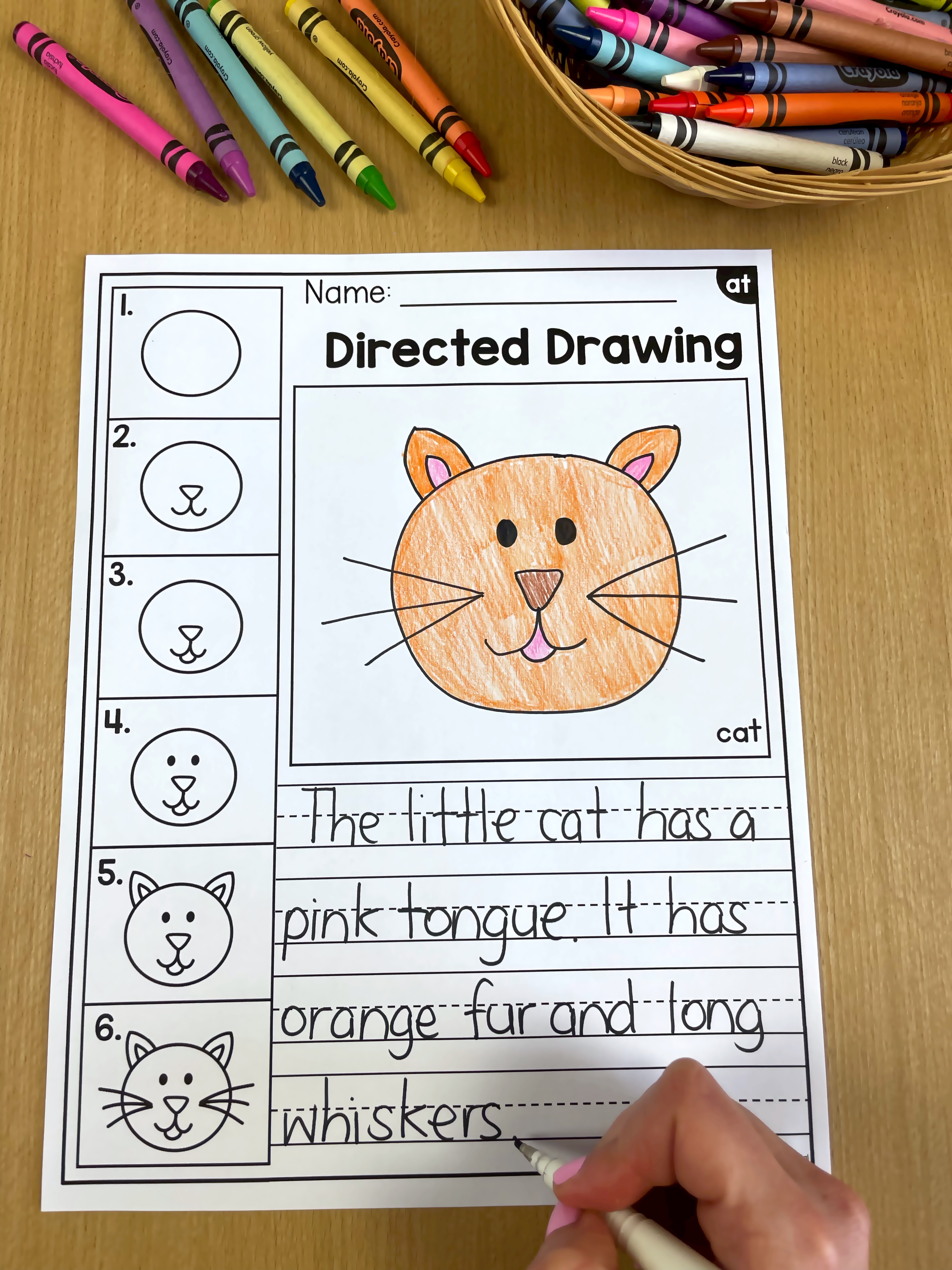 directed drawing of a cat